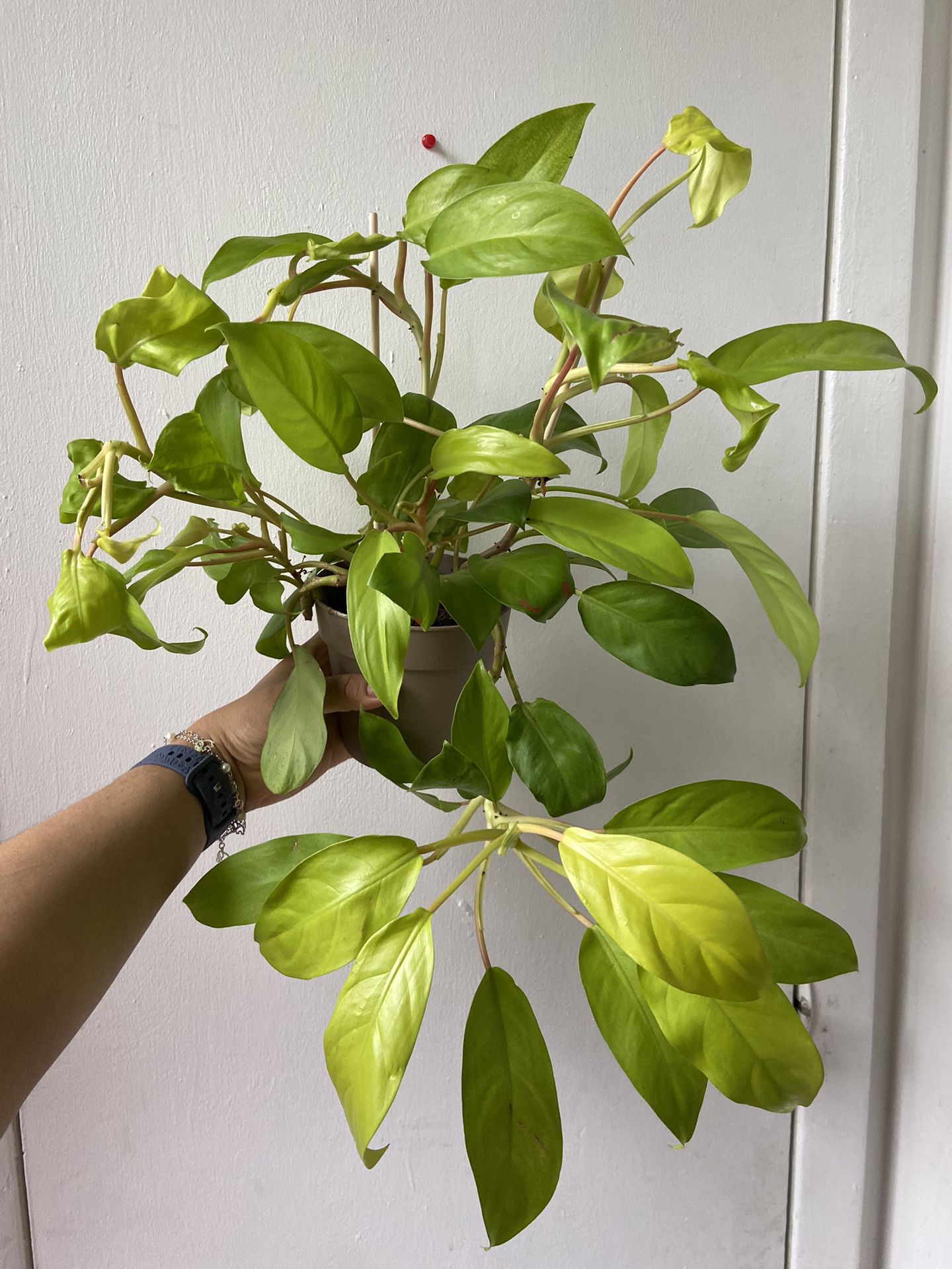 Philodendron Golden Goddess In A 4 Inch Pot 