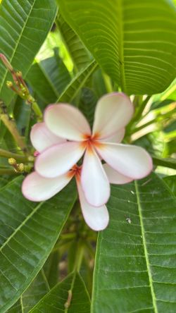 Plumeria Singapur