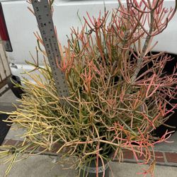 Fire Bush