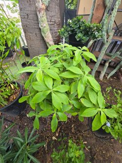 Mexican honeysuckle plants