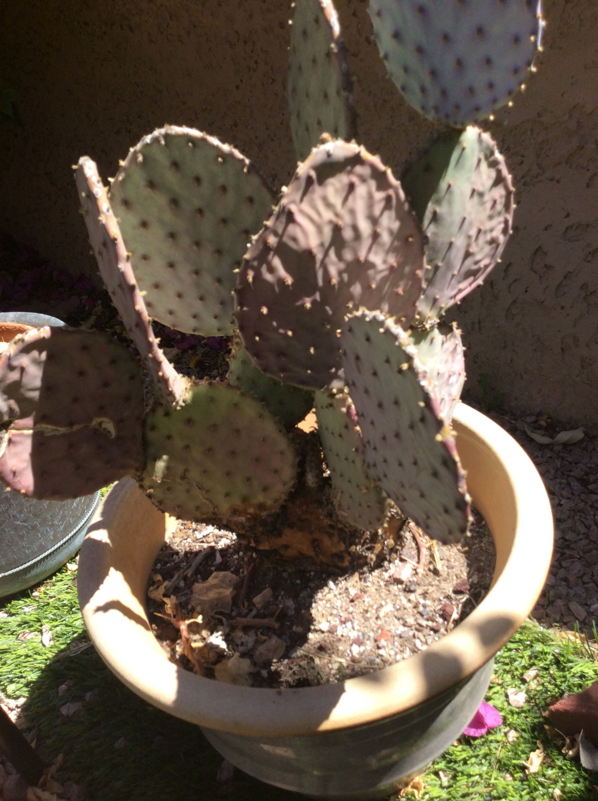 LARGE POTTED CACTUS