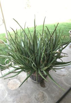 Aloe Vera plant 3 feet