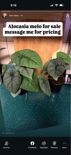 Alocasia Melo Live Plant