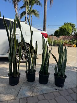 Tall snake plant 15$ each