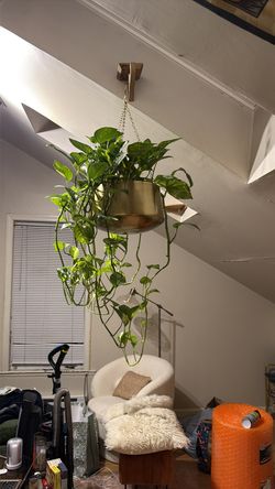 Large hanging pothos