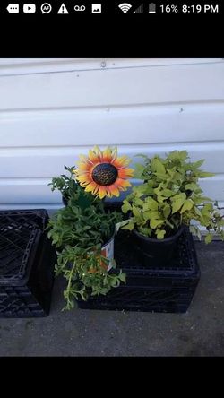 Plants $4 each