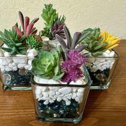(Set of 4) Artificial Succulents Plants in Square Clear Glass Pots