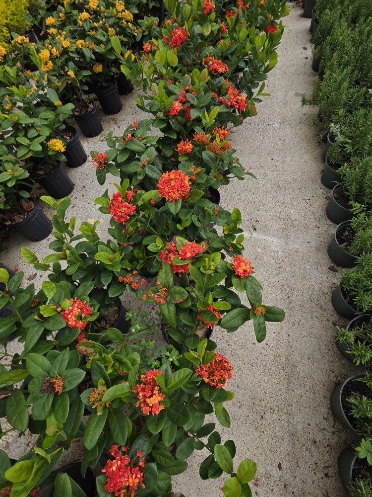 Ixoras Oranges 1gallon 