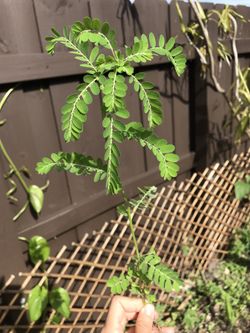 Gale of the wind / Stone Breaker Plant / CHANCA PIEDRA