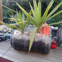 Yucca N SUCCULENTS  5gal Water Container 