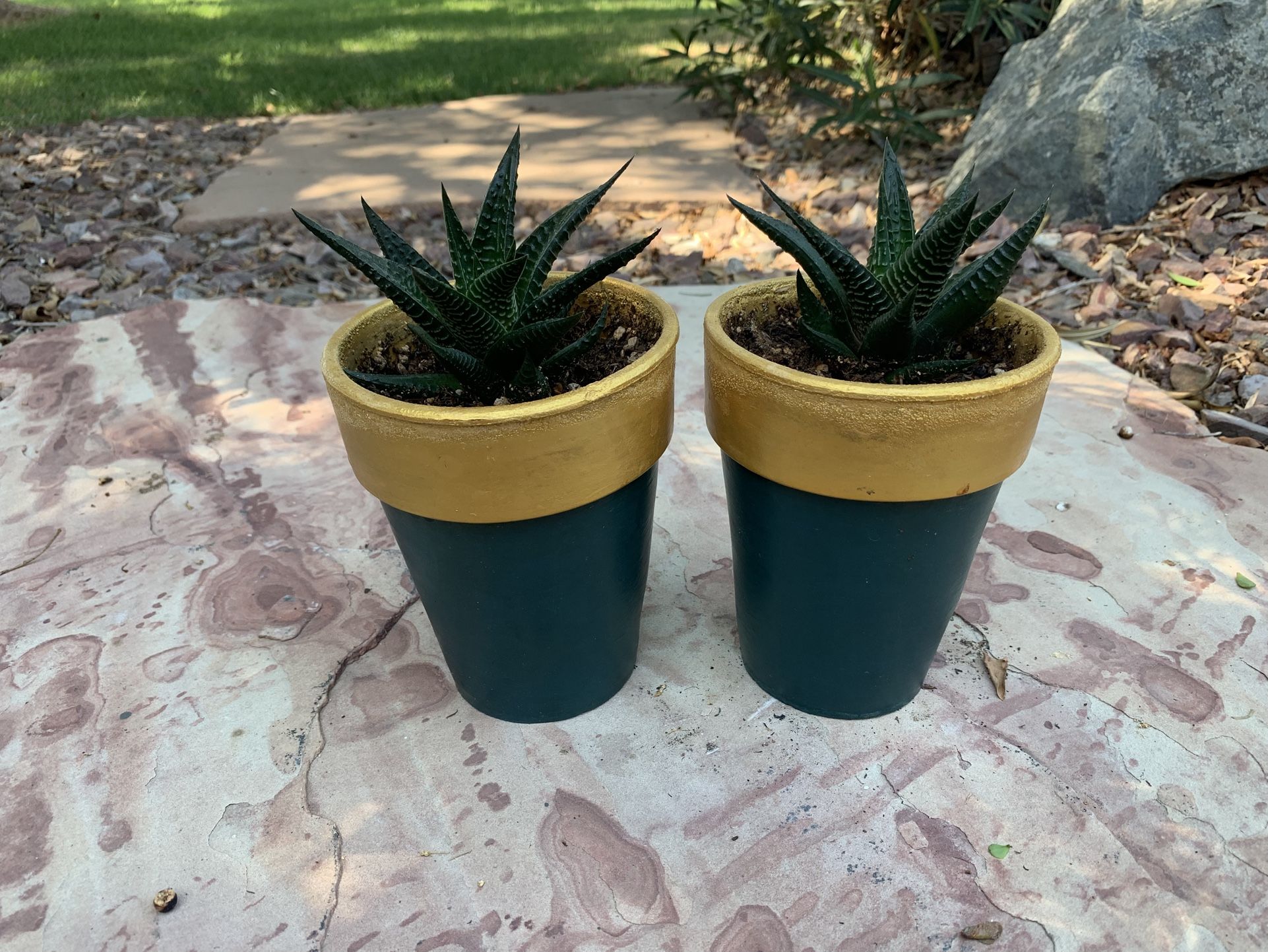 Haworthia aloe succulents in Clay Pots
