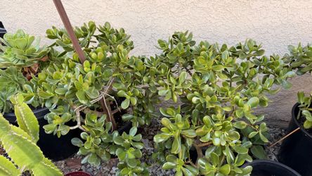 Plant for sale