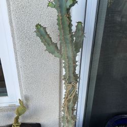 Resinifera Euphorbia Resin Spurge 44" Tall Succulent Plant