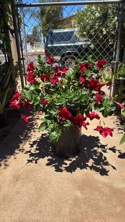 Brazilian jasmine