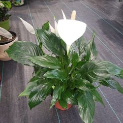 Flowering Peace Lily In a 6"pot 