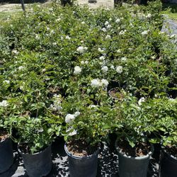 🌹 Iceberg Roses On Sale $19.99 🌹