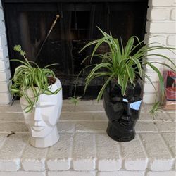 Decorative Pots Plants