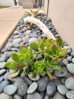 Live Outdoor Plants & pots $7