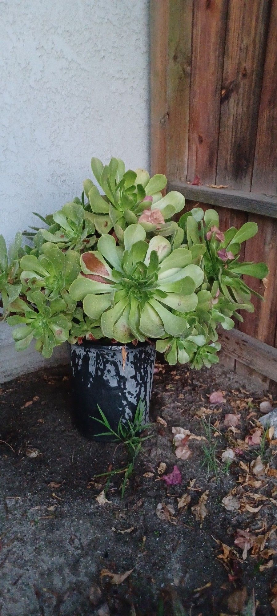 Aeonium Succulent Plant 
