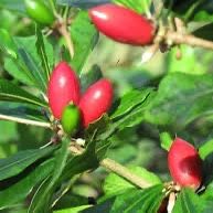 Miracle Fruits Trees