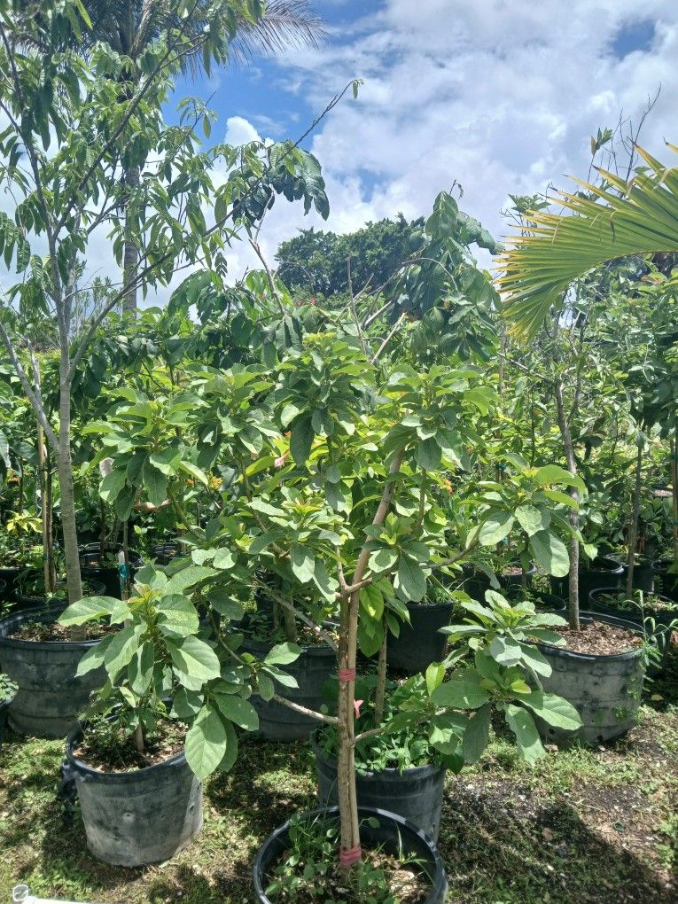 Huge Sale Now Avocado Trees Big Sale Now $80,All Products : American Fashion Style Bags On Sale