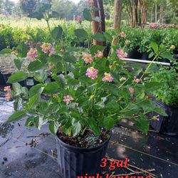 Pink Lantana