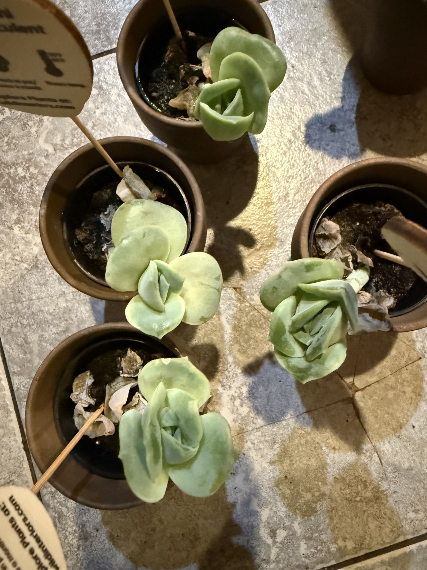 Lovely Rose Succulents Hard To Find