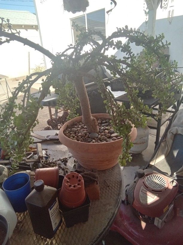 Big Bonsai