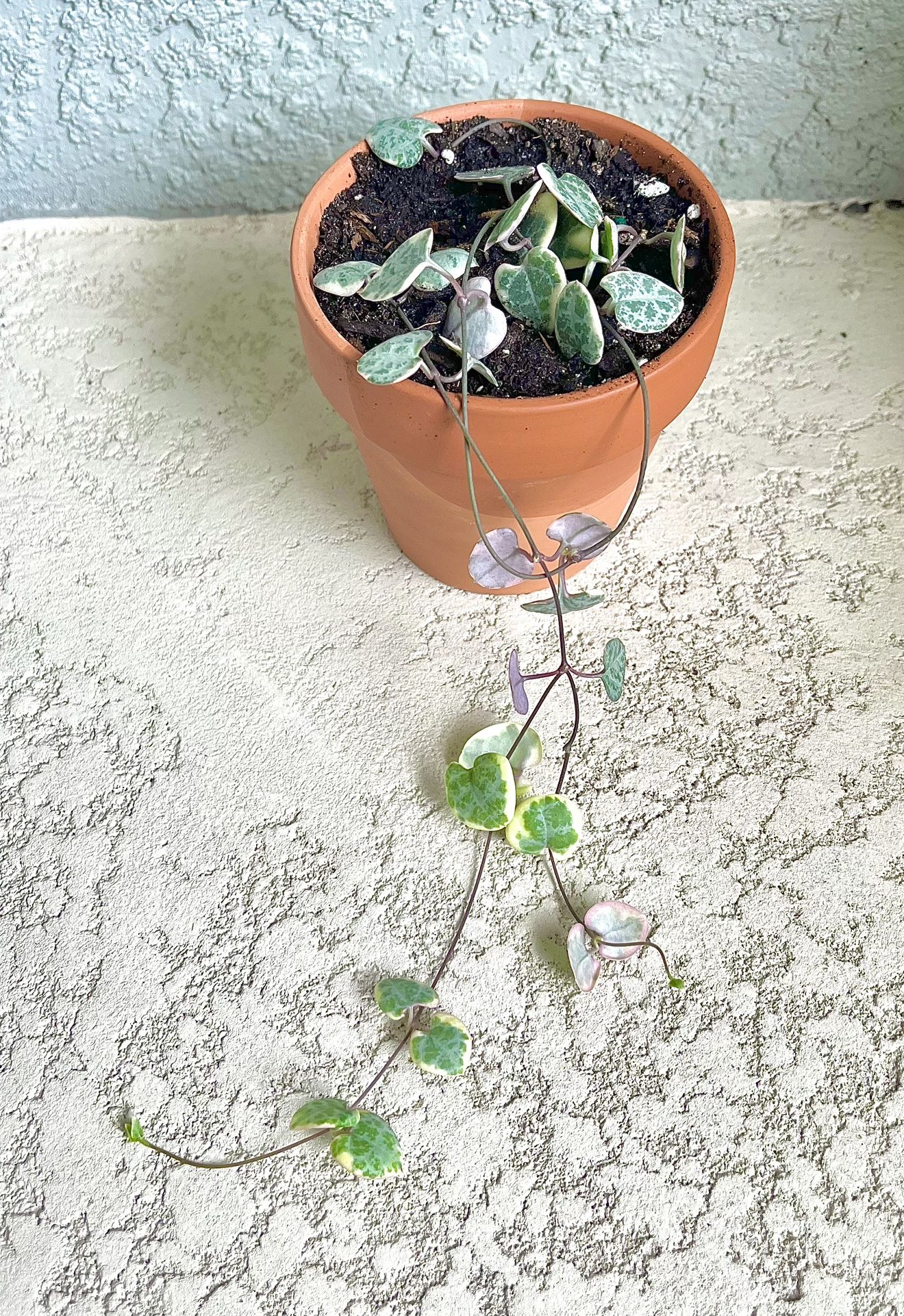 Variegated String Of Hearts Plant