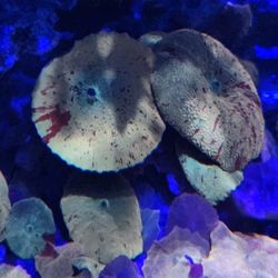 Jawbreaker mushroom decoration