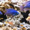 CiChlids