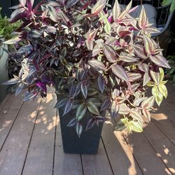 Purple Foliage Potted Plant