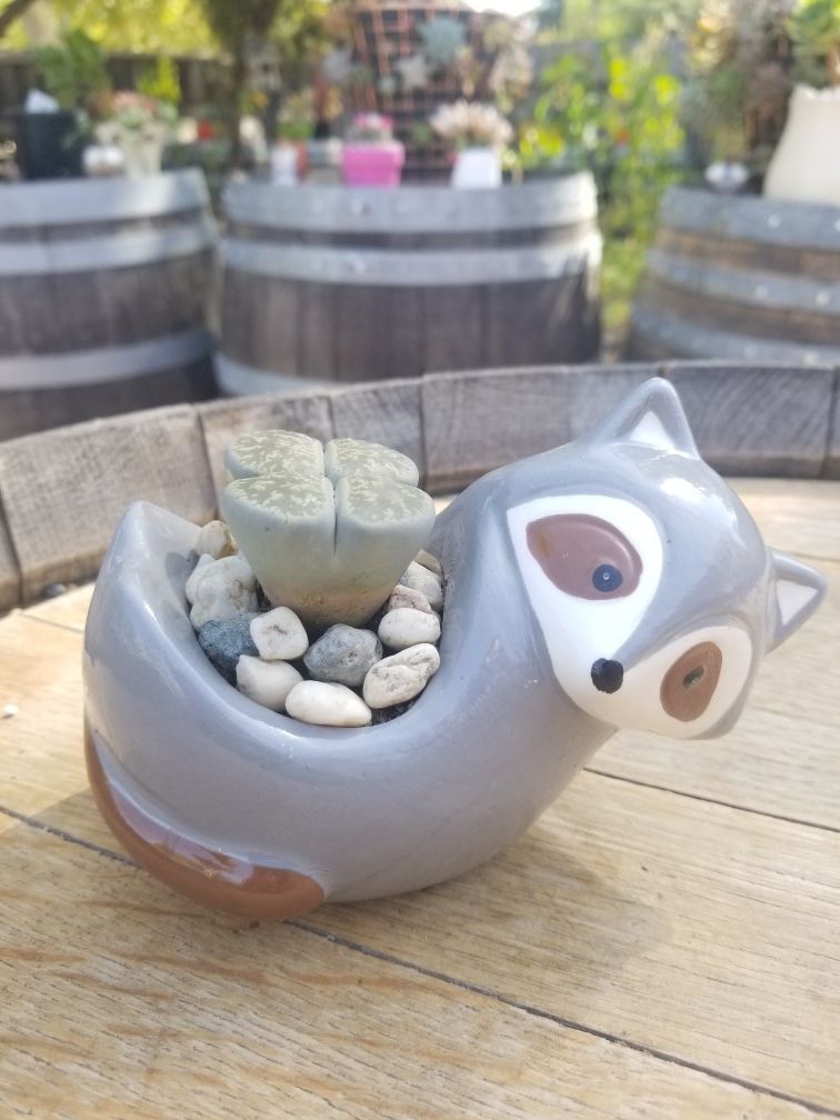Lithops and Raccoon planter