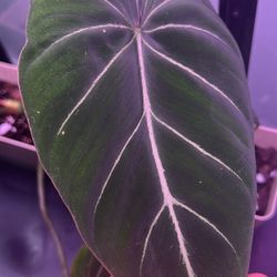 Philodendron Glorious Plant