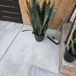 Big Plant 10 Need Gone 