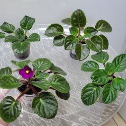Small African Violets $4 Each