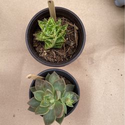 $7 Each
