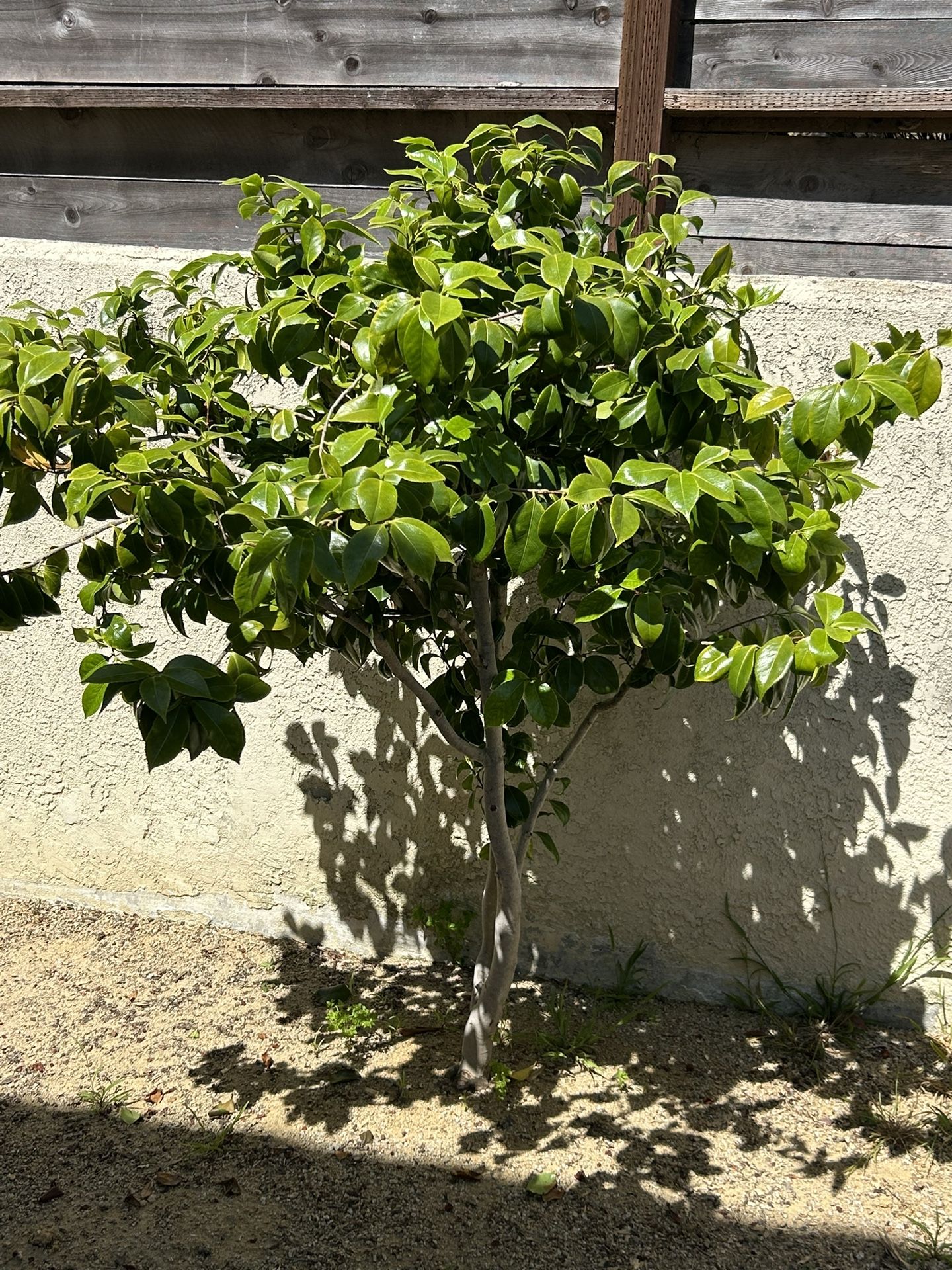 Free Plants