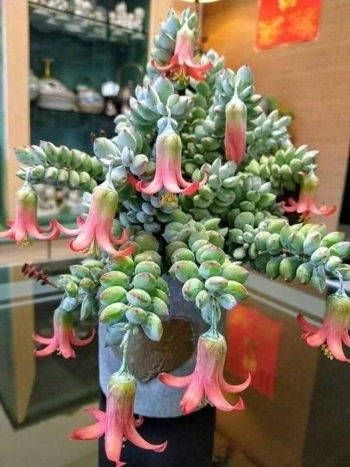 Cotyledon Pendens