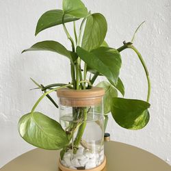 Golden Pothos Plant