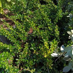 Serissa Privacy Hedge Plants 🌿🌿 3gl $6