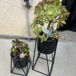 Large Metal Succulent Planters