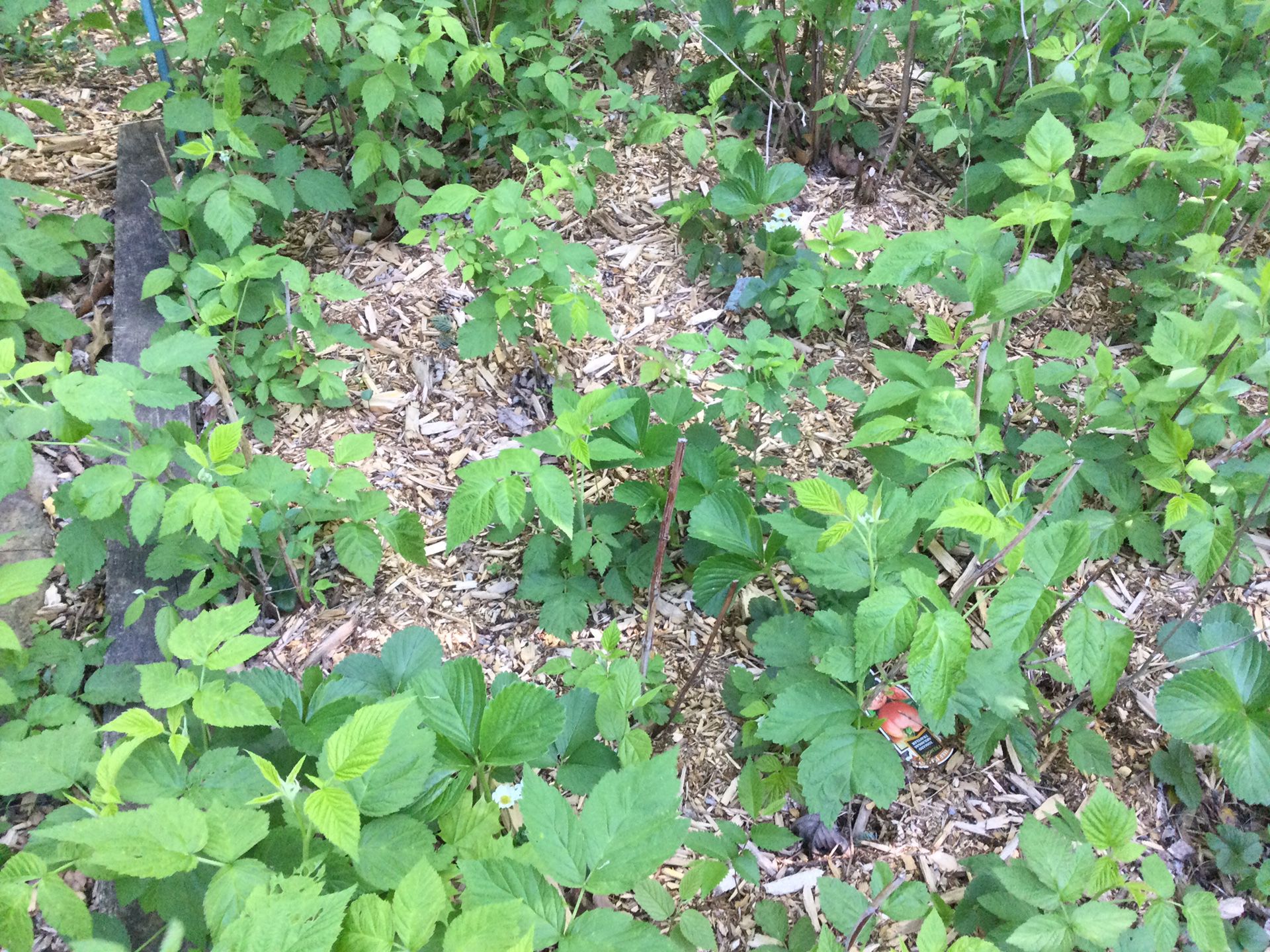 Thornless Raspberry Plants