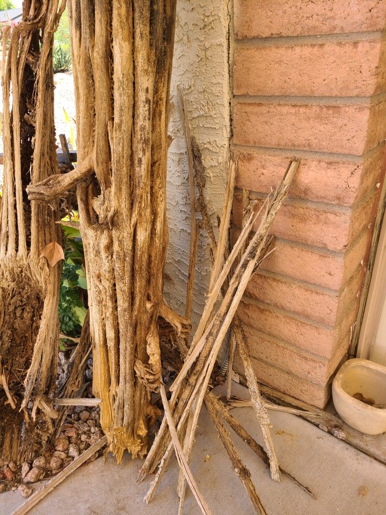 Saguaro Cactus Ribs