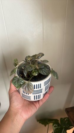 peperomia pink lady
