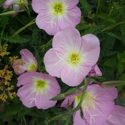 Pink LADIES PLANT