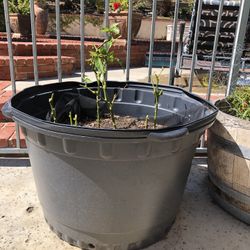 50 Gallon Containers For Gardening