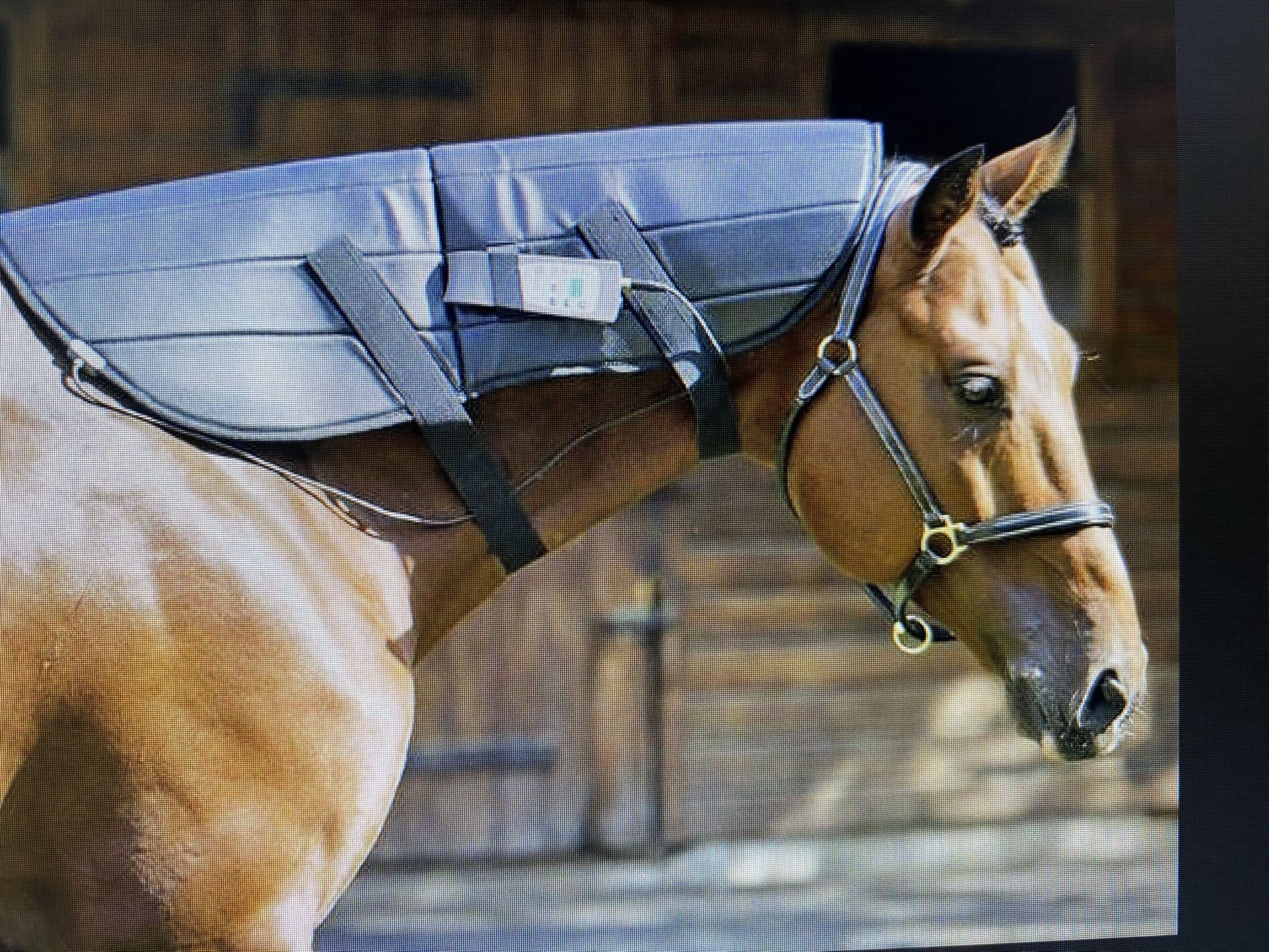PEMF for Your HORSE