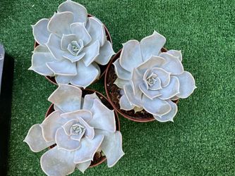 White succulents