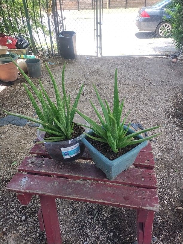 Aloe Vera Plants